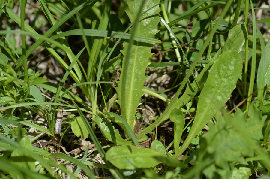 Crepis aurea / Crepide aranciata